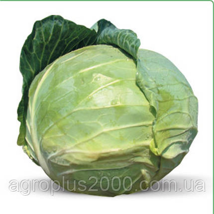 Насіння Капуста білочана ранна KS 412 F1, 1000 насіння Kitano Seeds, фото 1