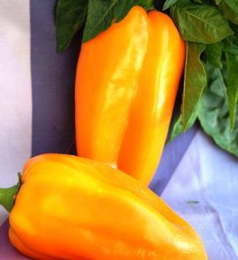 Насіння перцю Венгерський солодкий, фото 1