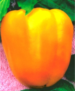 Насіння перцю Богдан