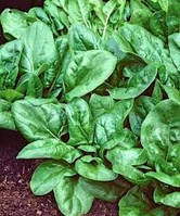 Шпинат МАТАДОР 10 г, Яскрава