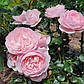 Ханс Гоневейн Роуз (Hans Gonewein Rose), фото 4