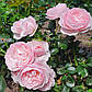 Ханс Гоневейн Роуз (Hans Gonewein Rose), фото 5