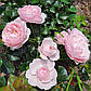 Ханс Гоневейн Роуз (Hans Gonewein Rose), фото 7