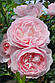 Ханс Гоневейн Роуз (Hans Gonewein Rose), фото 8