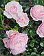 Ханс Гоневейн Роуз (Hans Gonewein Rose), фото 9