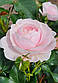 Ханс Гоневейн Роуз (Hans Gonewein Rose), фото 6