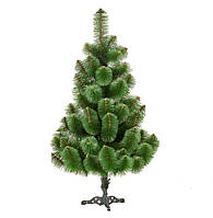 Сосна традиційна