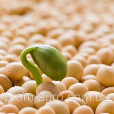 Соя Акардія насіння Єліта 2025 ультра рання