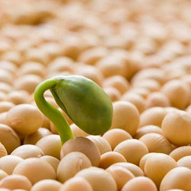 Соя VS 00 насіння Єліта 2025 ультра рання