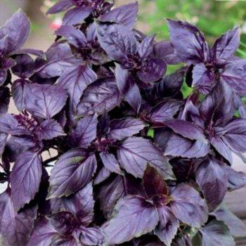 Насіння базиліка Гранд Перпл Верт 5 гр Libra Seeds
