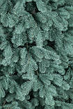 Ялинка лита "Ковалівська" Блакитна 2.10м, фото 7