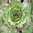 Цикорій — Variegata di Castelfranco