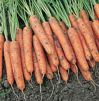 Ніагара F1 насіння моркви Нантес/Берликум (2,2-2,4 мм) (100 000 насінин)