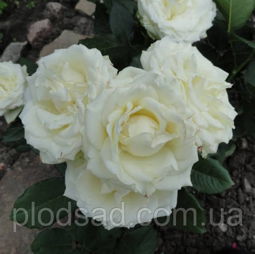 Троянда кущова Ірен Френ