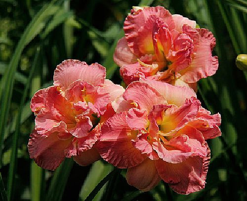 Кемероводағы жалаңаш қыздар