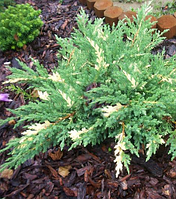 Можжевельник японский Экспанза Вариегата \ Juniperus ch. expansa variegata (1.5л ) саженцы