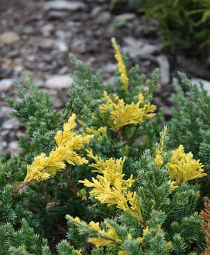 Ялівець японський Експанза Варієгата Juniperus ch. expansa variegata (1.5л) саджанці, фото 2