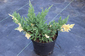 Ялівець японський Експанза Варієгата Juniperus ch. expansa variegata (1.5л) саджанці, фото 3