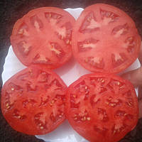 Джокер F1 1000 шт насіння томата низькорослого Vilmorin Франція