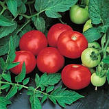 Топкапі F1 1000 шт. насіння томата низькорослого Vilmorin Франція, фото 3