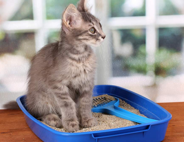 Як часто слід замінювати поглинаючий наповнювач?