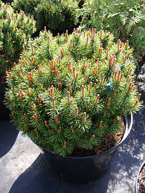 Сосна гірська Мопс (саджанці 2 роки С1.5л )