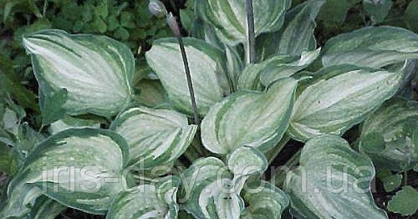 Хоста Ghost Spirit (Саженцы): Продажа, Цена В Черкассах. Рассада И.