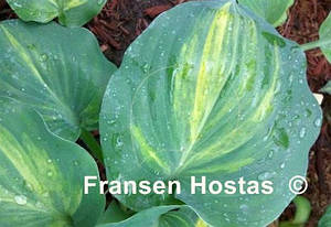 Hosta Moonlight Sonata Streaked (van den Top) (сажінці)
