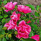 Пінк Форест Роуз (Pink Forest Rose), фото 7