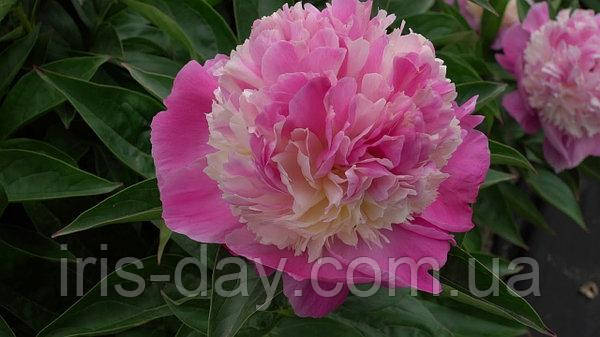 Півонія She's My Star Шиз Май Стар (Klehm 2000), фото 1