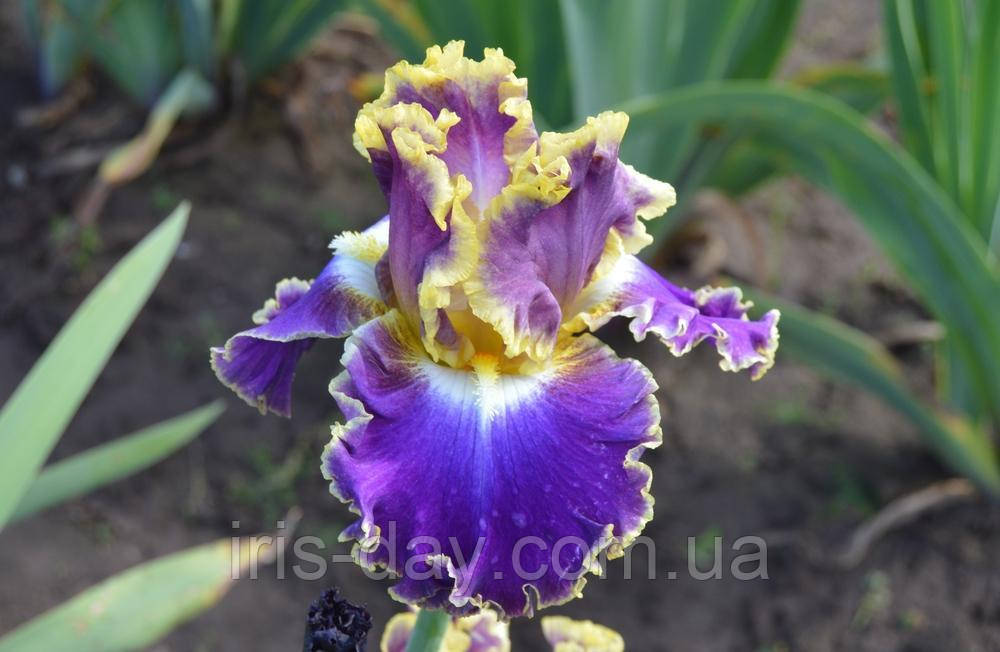 Ірис Illuminati (Keppel 2019) (сажінки), фото 1