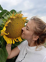 Кондитерка на посів. Соняшник ГЕРАКЛ 36ц/га, 114днів, вовчок A-F. (1 репр-ція), фото 4