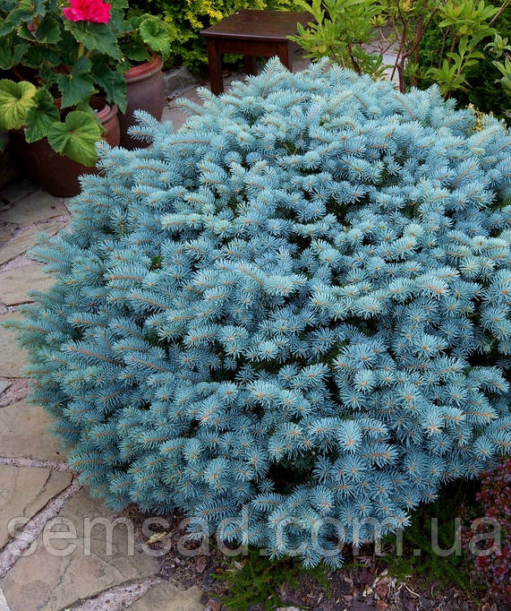 Ялина колюча Глаука Глобоза \Picea pungens `Glauca Globosa` (саджанці 3л - 3 роки)