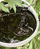 Гумат "Нитрогумат" для осінніх підгодівлі озимих зернових - 10 кг Gumat-kalyu, фото 2