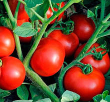 Ольга F1 10 шт. насіння томата низькорослого Vilmorin Франція