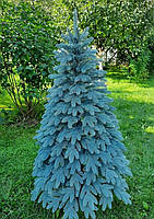 Ялинка Пишна лита Швейцарська 2,5м блакитна Штучні ялинки та сосни новорічні ялинки 250 см, фото 10