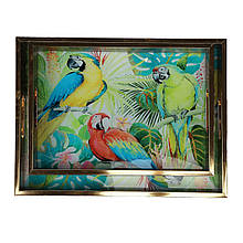 Комплект скляних прямокутних підносів з малюнком 2 шт. "Папуги" 40х30 см і 37х33 см (оргскло)