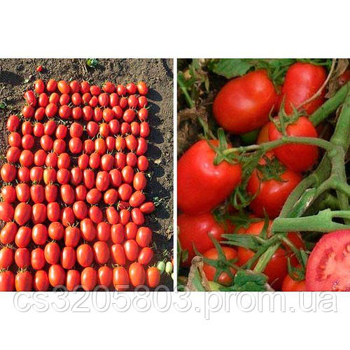 Купить Томат Дино F1 5000 семян (Clause), цена 4104 ₴ — Prom.ua (ID ...