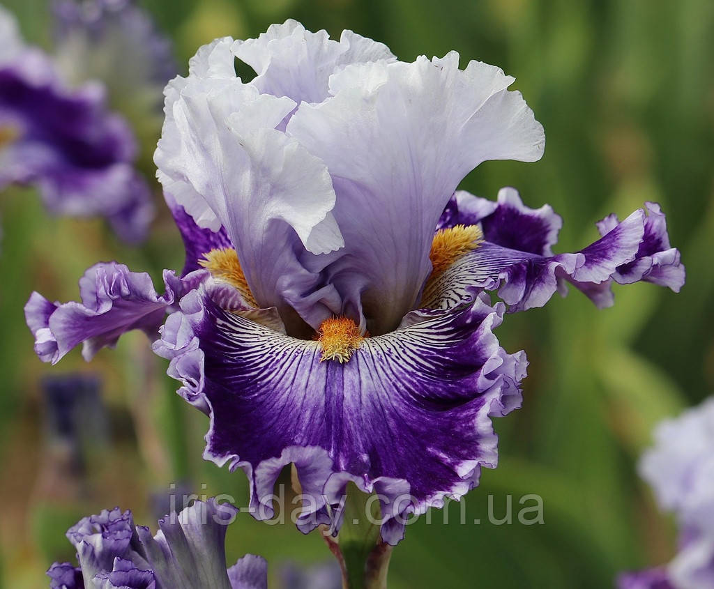 Ірис Shout It Out Loud (Johnson 2021) (сажінки), фото 1