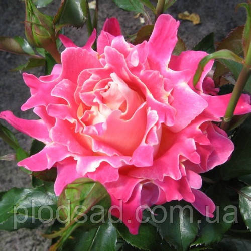 Троянда чайно-гібридна Пінк Леді Рафлс