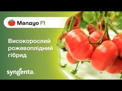 Томат Малдуо F1, 500 семян индетерминантный (Syngenta) - фото 2 - id-p1518514763
