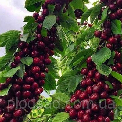 Колоноподібна черешня Ревна