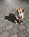 Зимовий одяг для собак, Комбінезон DogBaby XXL, фото 7