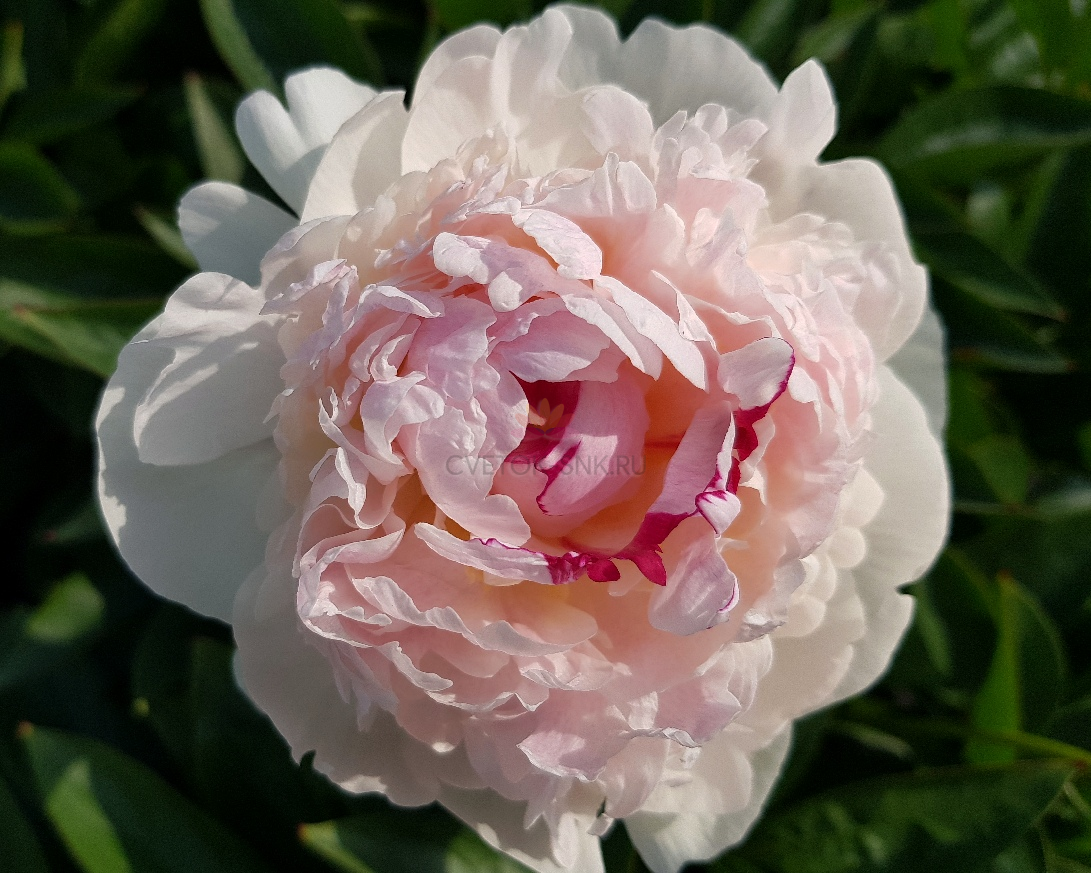 Пион Madame De Verneville (Crousse 1885), фото 1