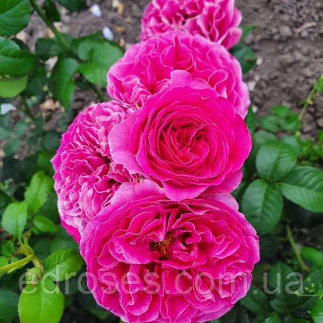 Кеште ренжіді