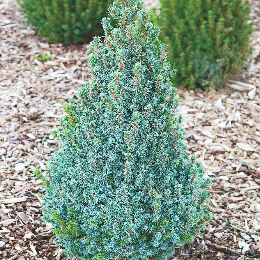Саджанці ялини канадської Сандерс Блю (Picea glauca Sanders Blue) Р9