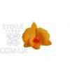 Орхидея Дендробидиум 5 гол. (желтый)