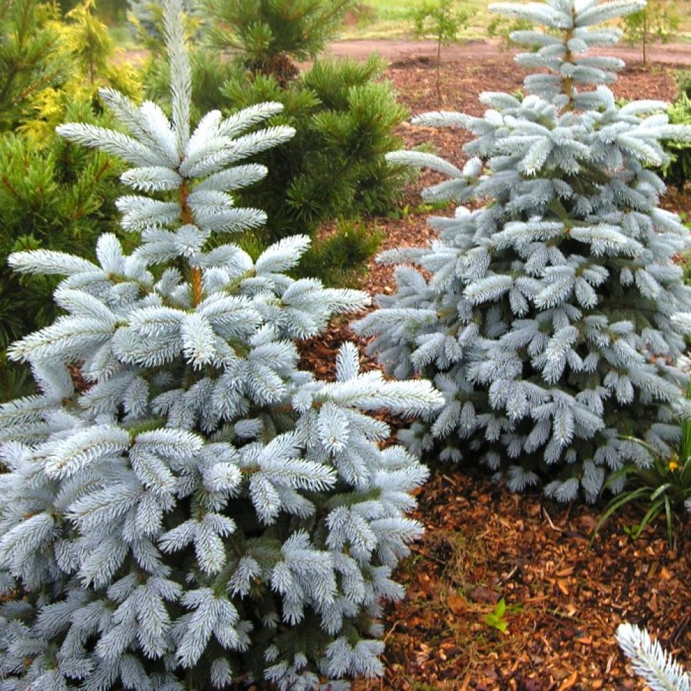 Саджанці Ялини колючої Едіт, 4-х річна (Picea pungens Edith) С3