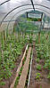 Теплиця «Дачна» під плівку 3*4, фото 7