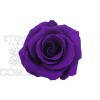 Роза Мини 12гол. фиолетовый
